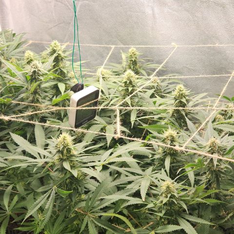 Purple Buddha #2 growlog timeline photo