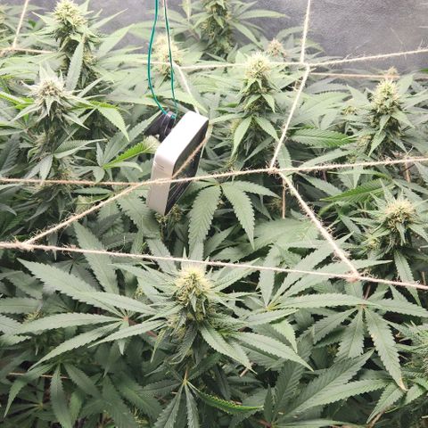 Purple Buddha #2 growlog timeline photo
