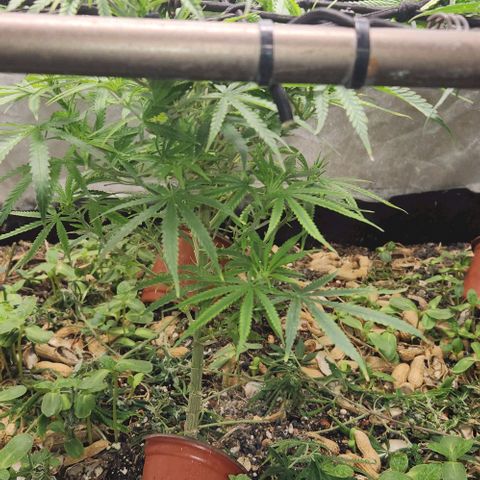 BLUE DREAM growlog timeline photo