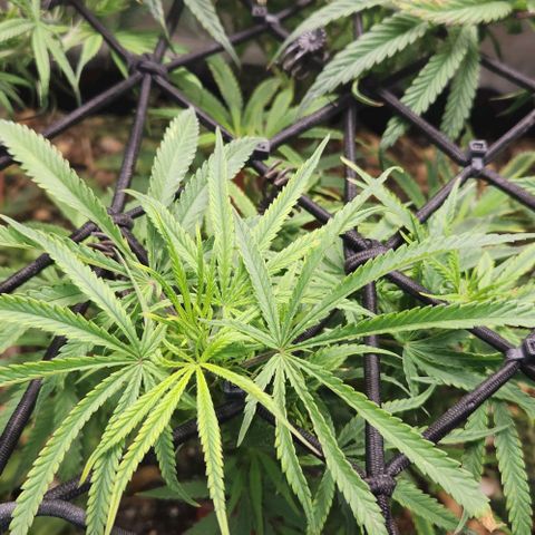 BLUE DREAM growlog timeline photo