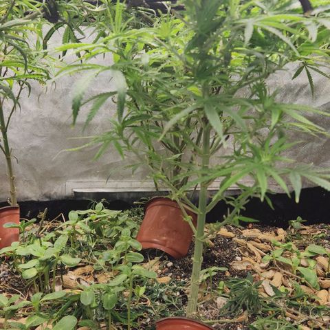 BLUE DREAM growlog timeline photo