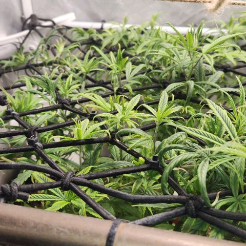 Pineapple Express growlog timeline photo
