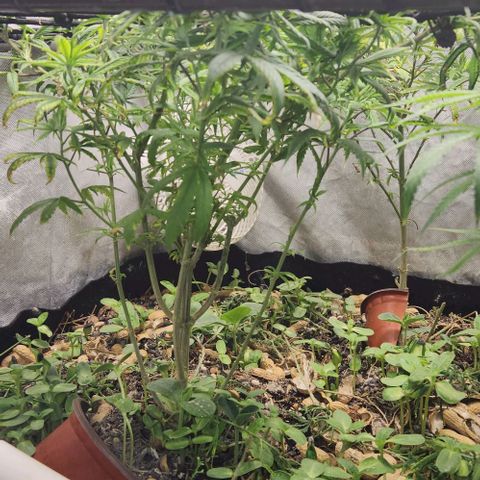 Pineapple Express growlog timeline photo