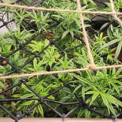 Pineapple Express growlog timeline photo