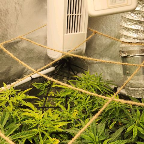 Platinum Girl Scout Cookies growlog timeline photo