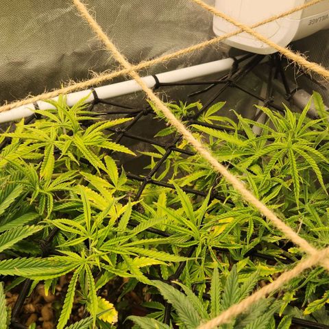 Platinum Girl Scout Cookies growlog timeline photo