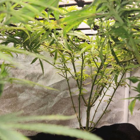 Platinum Girl Scout Cookies growlog timeline photo