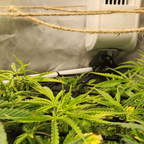Platinum Girl Scout Cookies growlog timeline photo