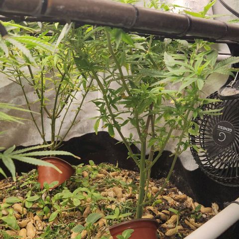 Strawberry Cough growlog timeline photo