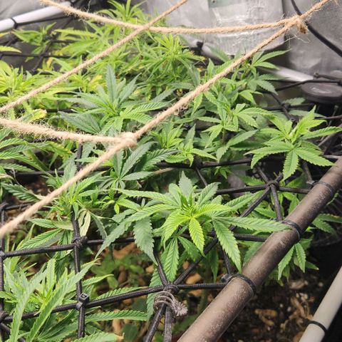 Strawberry Cough growlog timeline photo