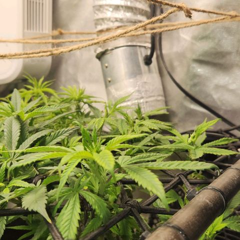 Strawberry Cough growlog timeline photo