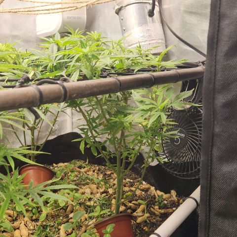 Strawberry Cough growlog timeline photo