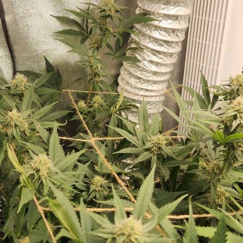 God Bud #1 growlog timeline photo