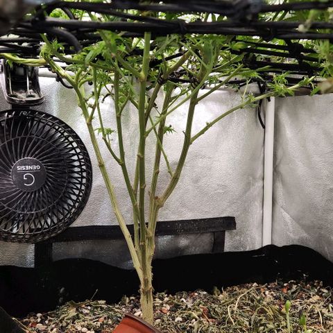 God Bud #1 growlog timeline photo