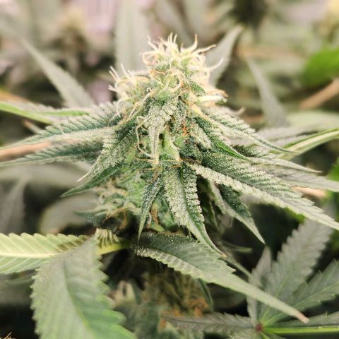 God Bud #1 growlog timeline photo