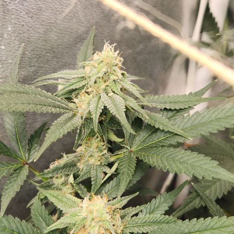 God Bud #2 growlog timeline photo