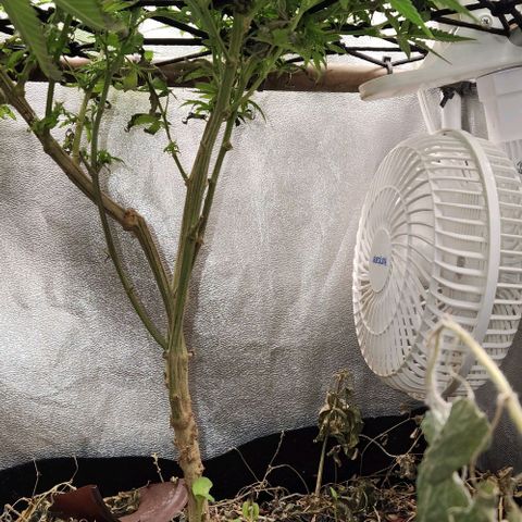 God Bud #2 growlog timeline photo