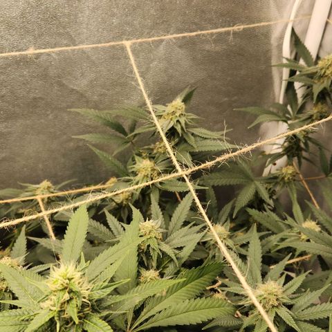 God Bud #2 growlog timeline photo