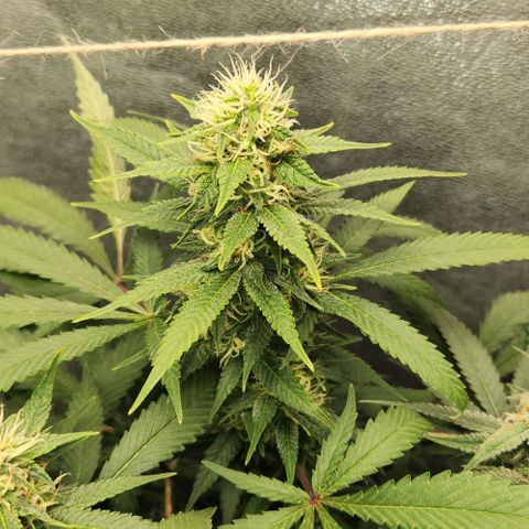 Purple Buddha #1 growlog timeline photo