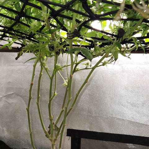 Purple Buddha #1 growlog timeline photo
