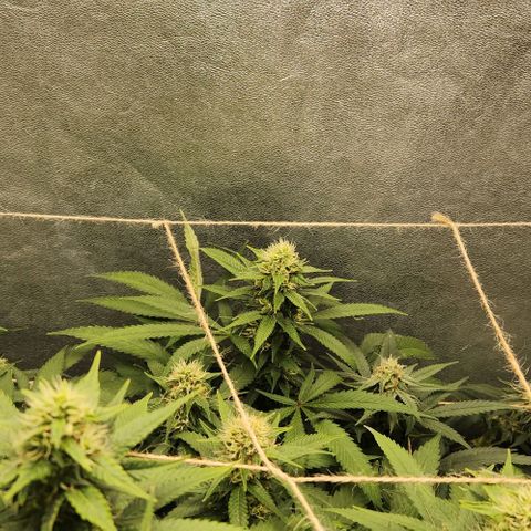Purple Buddha #1 growlog timeline photo