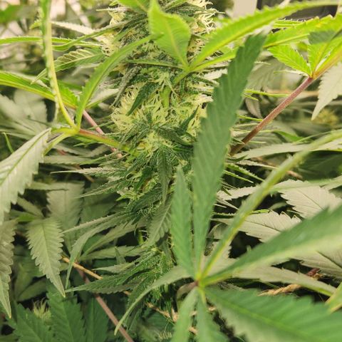 Purple Buddha #2 growlog timeline photo