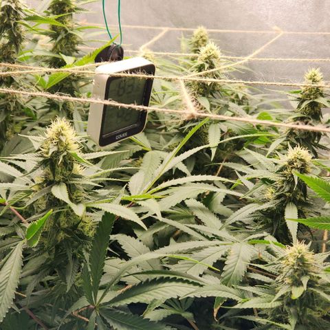 Purple Buddha #2 growlog timeline photo