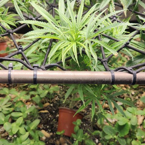 BLUE DREAM growlog timeline photo
