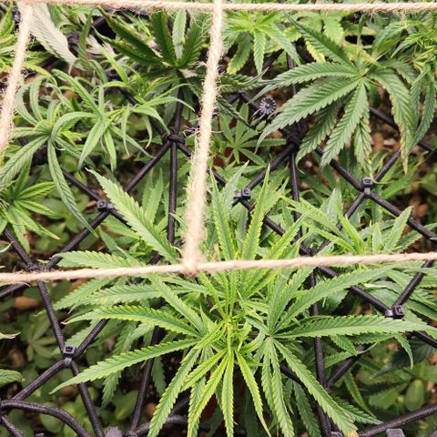 BLUE DREAM growlog timeline photo