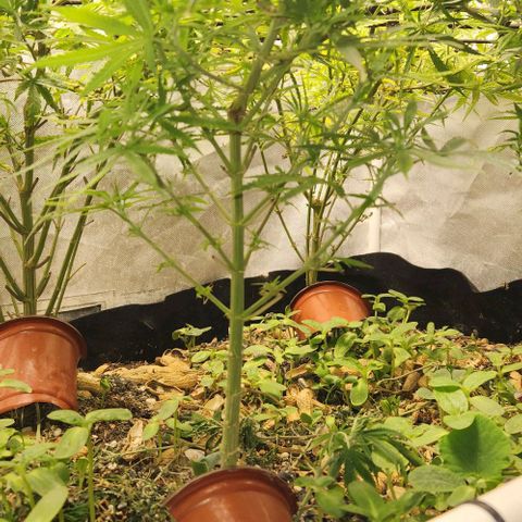 BLUE DREAM growlog timeline photo