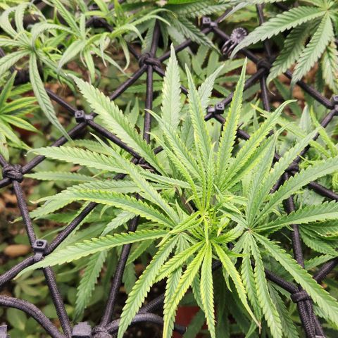 BLUE DREAM growlog timeline photo