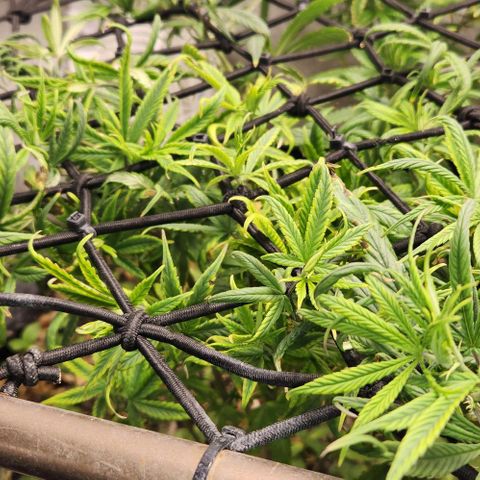 Pineapple Express growlog timeline photo