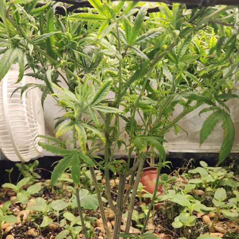 Pineapple Express growlog timeline photo