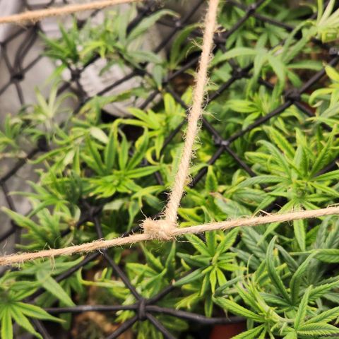 Pineapple Express growlog timeline photo