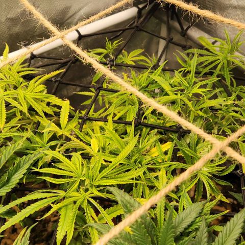 Platinum Girl Scout Cookies growlog timeline photo