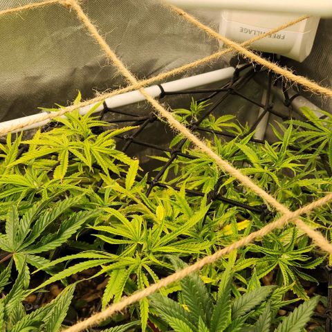 Platinum Girl Scout Cookies growlog timeline photo