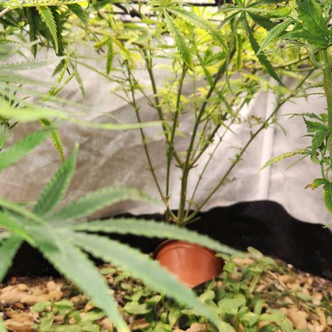 Platinum Girl Scout Cookies growlog timeline photo