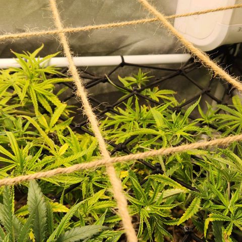 Platinum Girl Scout Cookies growlog timeline photo