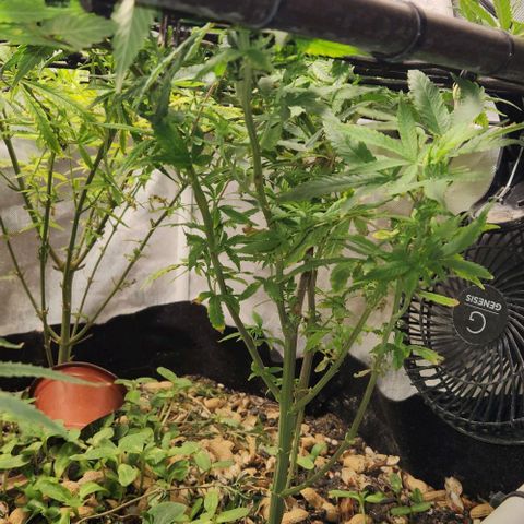 Strawberry Cough growlog timeline photo