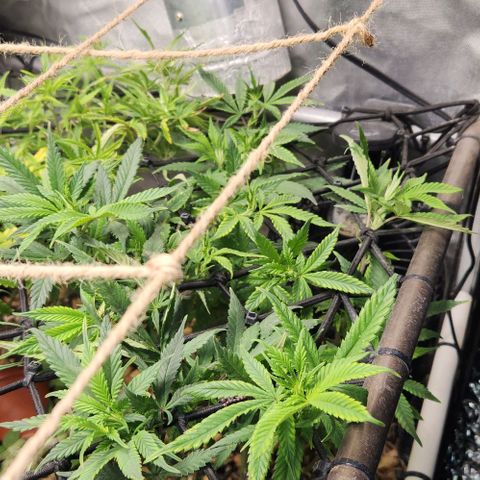 Strawberry Cough growlog timeline photo
