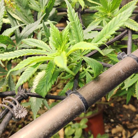 Strawberry Cough growlog timeline photo