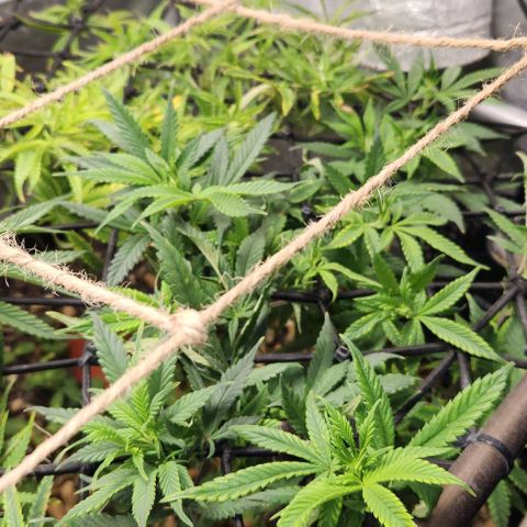 Strawberry Cough growlog timeline photo