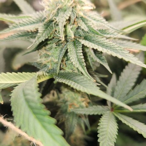 God Bud #1 growlog timeline photo