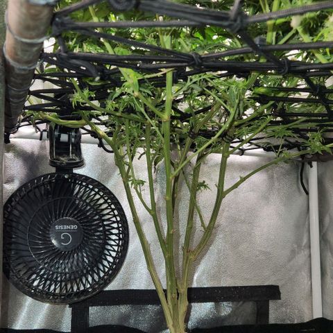 God Bud #1 growlog timeline photo