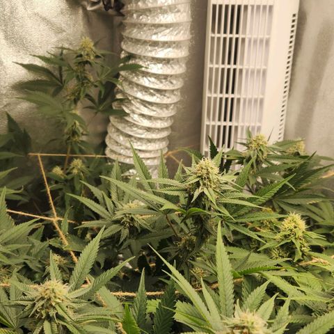 God Bud #1 growlog timeline photo