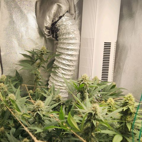God Bud #1 growlog timeline photo
