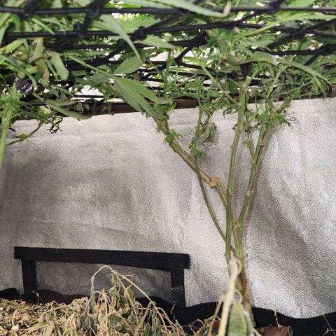 God Bud #2 growlog timeline photo