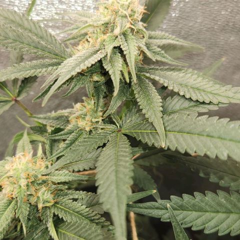 God Bud #2 growlog timeline photo