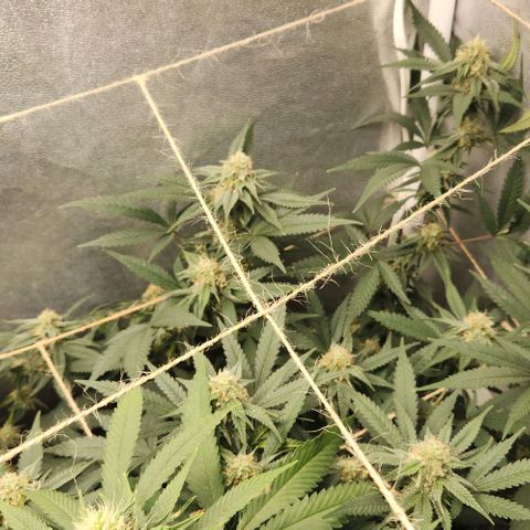 God Bud #2 growlog timeline photo