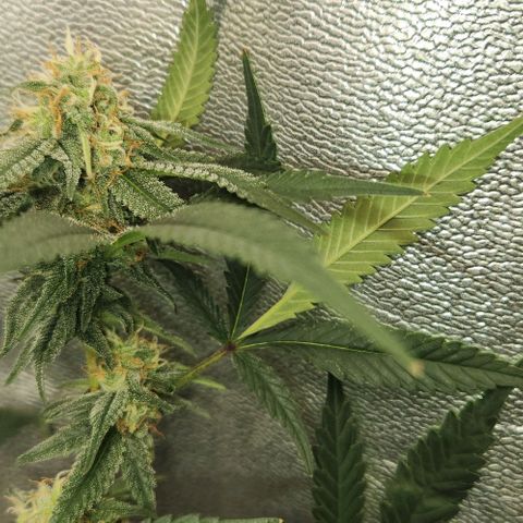 God Bud #2 growlog timeline photo
